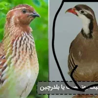 بلدرچین زینتی