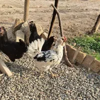 تعدادی مرغ
