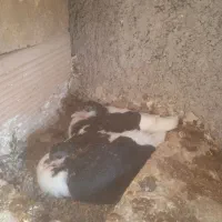 جوجه موقلف های بی عیب|پرنده|اقبالیه, |دیوار