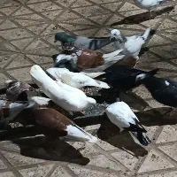 کبوترهای پرشی زینتی در همه رنگ|پرنده|رستمآباد, |دیوار