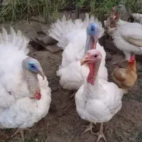 فروش بوقلمون گوشتی طبیعی و سالم