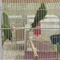 ملنگو|پرنده|قم, شهرک مهدیه (مدرس)|دیوار