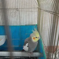 عروس هلندی نر و ماده