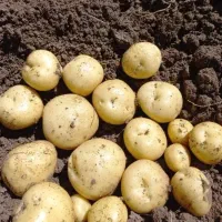 سیب زمینی ارومیه
