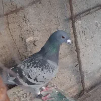 پلاکی نر