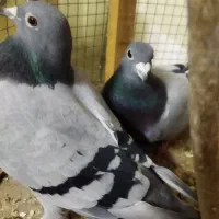 یک‌جفت‌پلاکی|پرنده|قم, نوبهار|دیوار