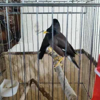 مینا سخنگو|پرنده|بومهن, |دیوار