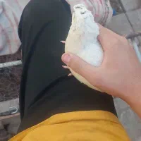 ۲۳ عدد بلدرچین تخم گزار