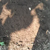کود گاوی خشک بصورت گونی