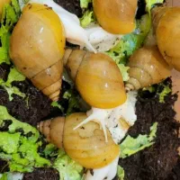 حلزون آلبینو|حیوانات|مرودشت, ثبت احوال|دیوار