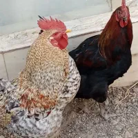 خروس قربانی برای صدقه اول ماه