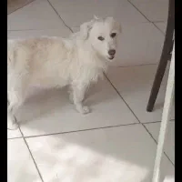 سگ گمشده|حیوانات|تهران, نارمک|دیوار