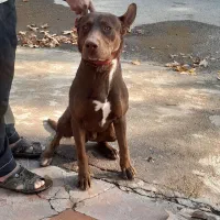 سگ پیتبول|سگ|چهارباغ, |دیوار