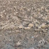 زمین کشاورزی