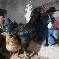 خروس گلین مشکی اصل جنس