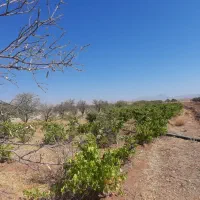 مزرعه