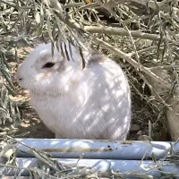 واگذاری رایگان سرپرستی خرگوش