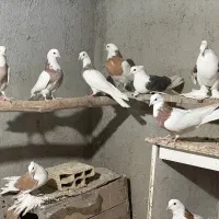 طوقی و پاپر|پرنده|بهار, |دیوار