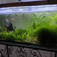 آکواریوم پلنت