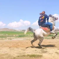 مادیون ۴ سال فوق‌العاده سواریدارو دمگیر|اسب و تجهیزات اسب‌سواری|تهران, سعادت‌آباد|دیوار