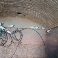 ۲۲عدد کبوتر طوقی|پرنده|شراء, |دیوار