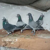 کفتر پرشی ضربه