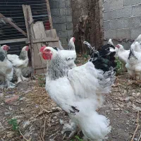 برهما