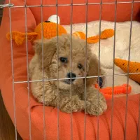 فروش سگ پودل|سگ|کرج, دهقان ویلا|دیوار