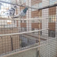 کفتر|پرنده|تهران, فلاح|دیوار