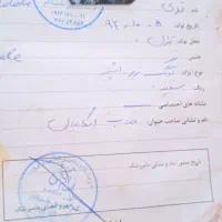 سگ،|سگ|زاهدان, |دیوار