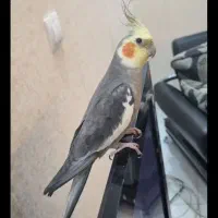 عروس هلندی نر سخنگو دستی ۸ ماهه سرحال