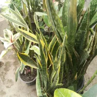 گیاهان آپارتمانی