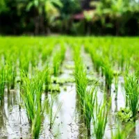 قروش-شالیزار-قیمت-مناسب