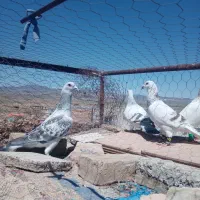 کبوتر جوانه