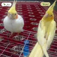 یه جفت عروس هلندی بدون قفس