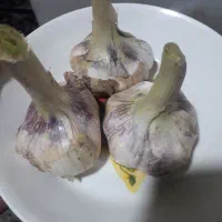 سیر درجه یک