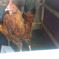 مرغ وخروس اصیل محلی