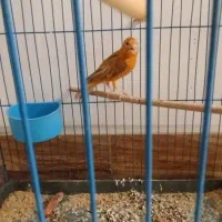 جفت قناری سرخ و شتری و مرغ عشق جفت جوجه ده