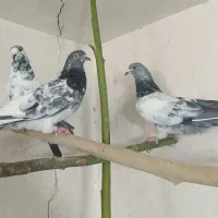 ماده پاکستانی|پرنده|قم, آزادگان|دیوار