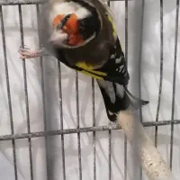 سهره نر|پرنده|فردیس, فردیس|دیوار