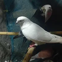 کبوتر پرشی|پرنده|آستانه اشرفیه, |دیوار