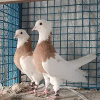 کفتر کبوتر طوقی اصیل پرتقالی