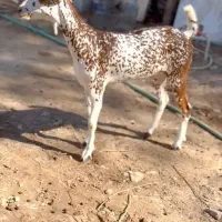 صلال اصل|حیوانات مزرعه|شهر بابک, |دیوار