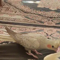 پرنده عروس|پرنده|اهواز, فدک|دیوار