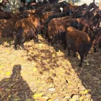 میش زاییده وابستن|حیوانات مزرعه|شاهین دژ, |دیوار