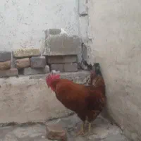 خورس|حیوانات مزرعه|تبریز, |دیوار