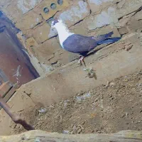 تعداد 10عدد کفتر هوایی همه قلدر به ضمانت پرش