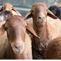 ارزان ترازهمجاگوسفند ارگانیکی پرگوشت بشرط پخت|حیوانات مزرعه|مشهد, کشاورز|دیوار