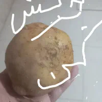 فروش بذر کلاس۴۰۲.