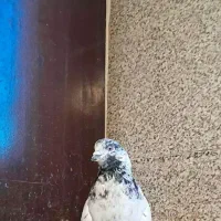 شاه کفتر|پرنده|ملایر, |دیوار